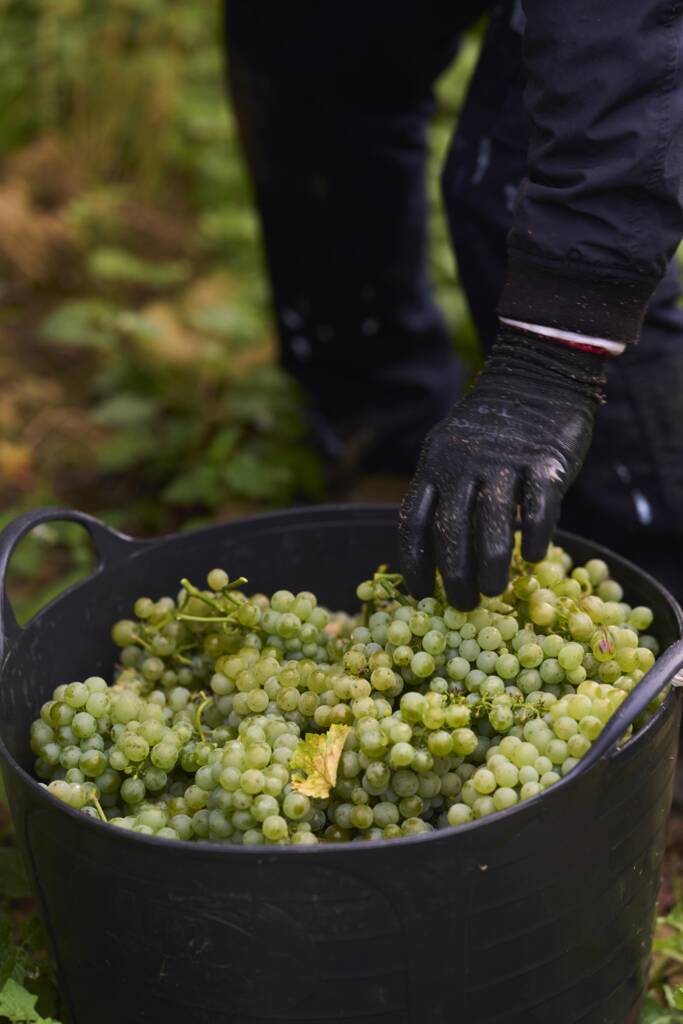 Vendimiando uva blanca
