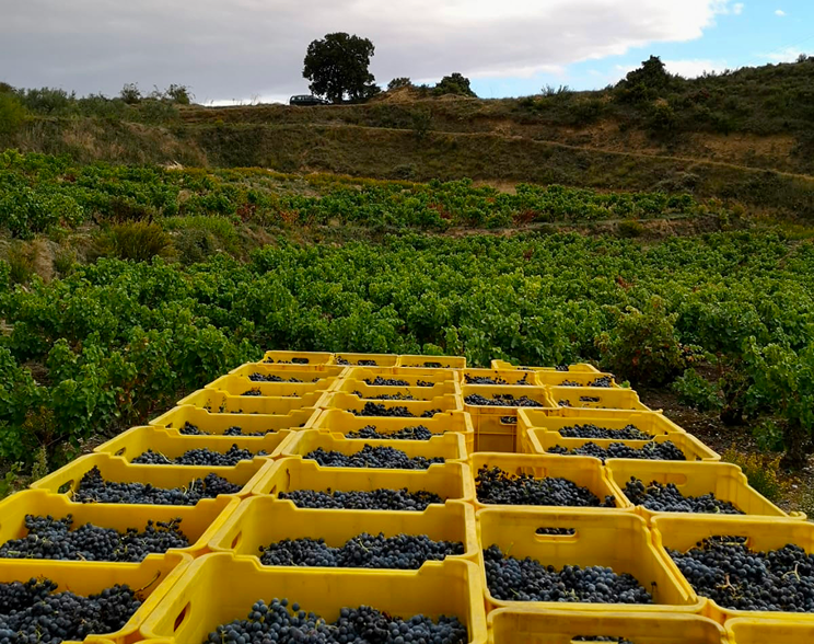 Pezón Negro en cajas de remolque