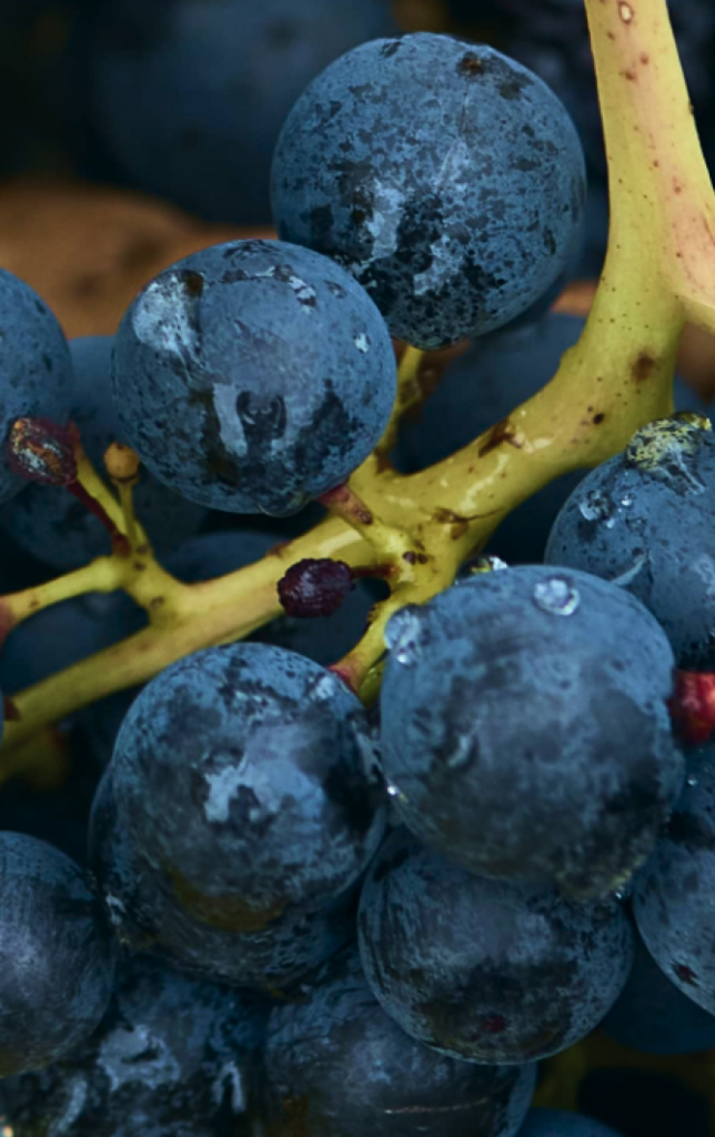 Uvas en el viñedo de Ábalos en la Rioja - Blog