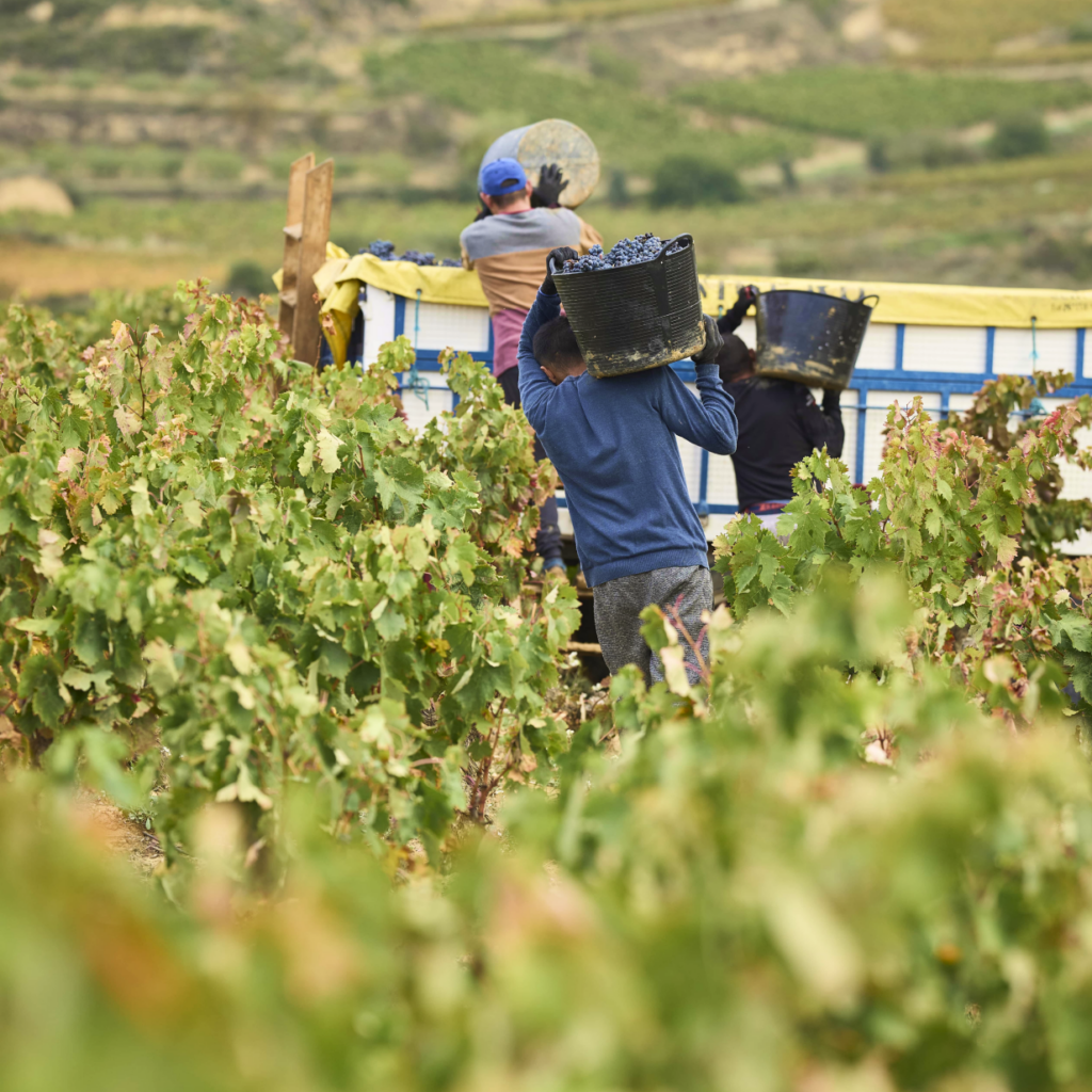 Vendimia en la Rioja Alta