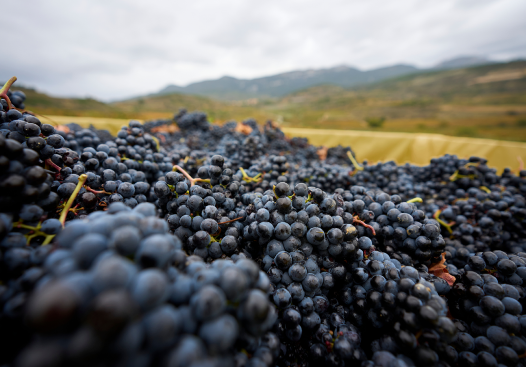 Recogida de uvas en el camión