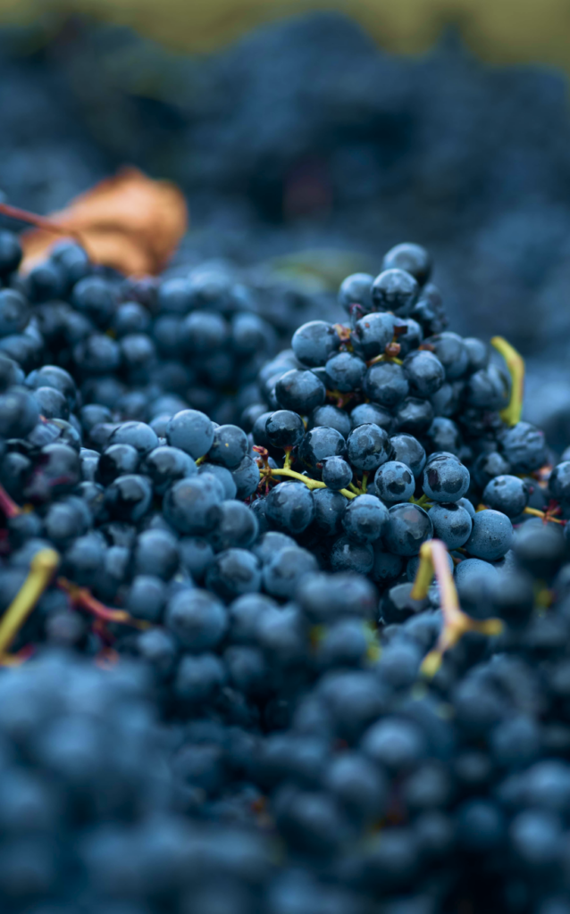 Uvas viñedo Solana de Ramírez