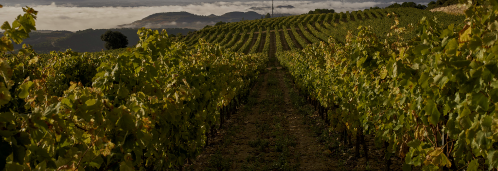 Viñedos en plena Rioja, en Ábalos