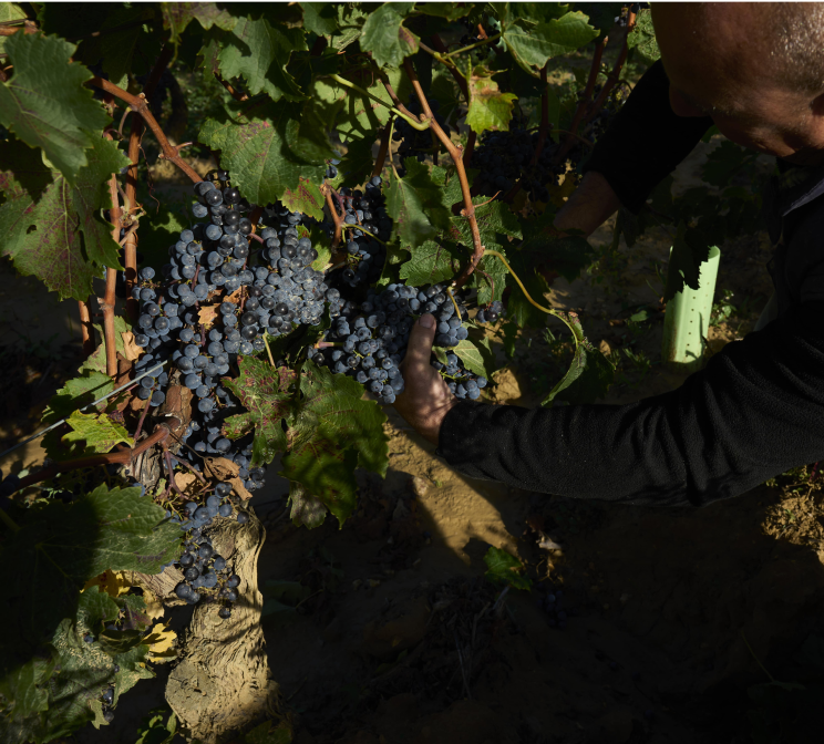 ARH 11 10 24318 min 1