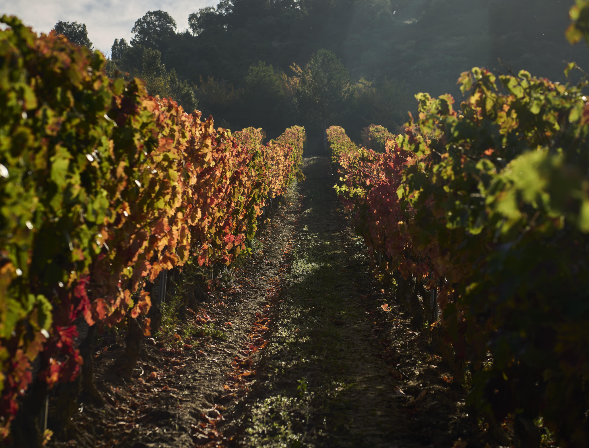 Viñedo en Ábalos de la Bodega Solana de Ramírez