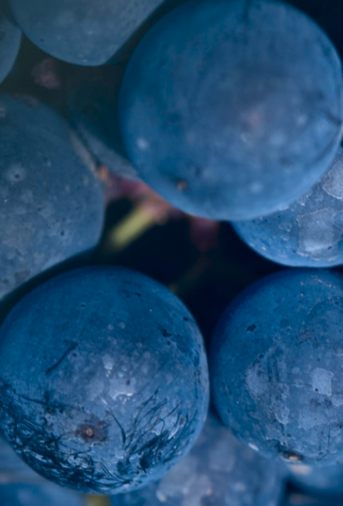Uvas de las viñas de la Bodega Solana de Ramírez