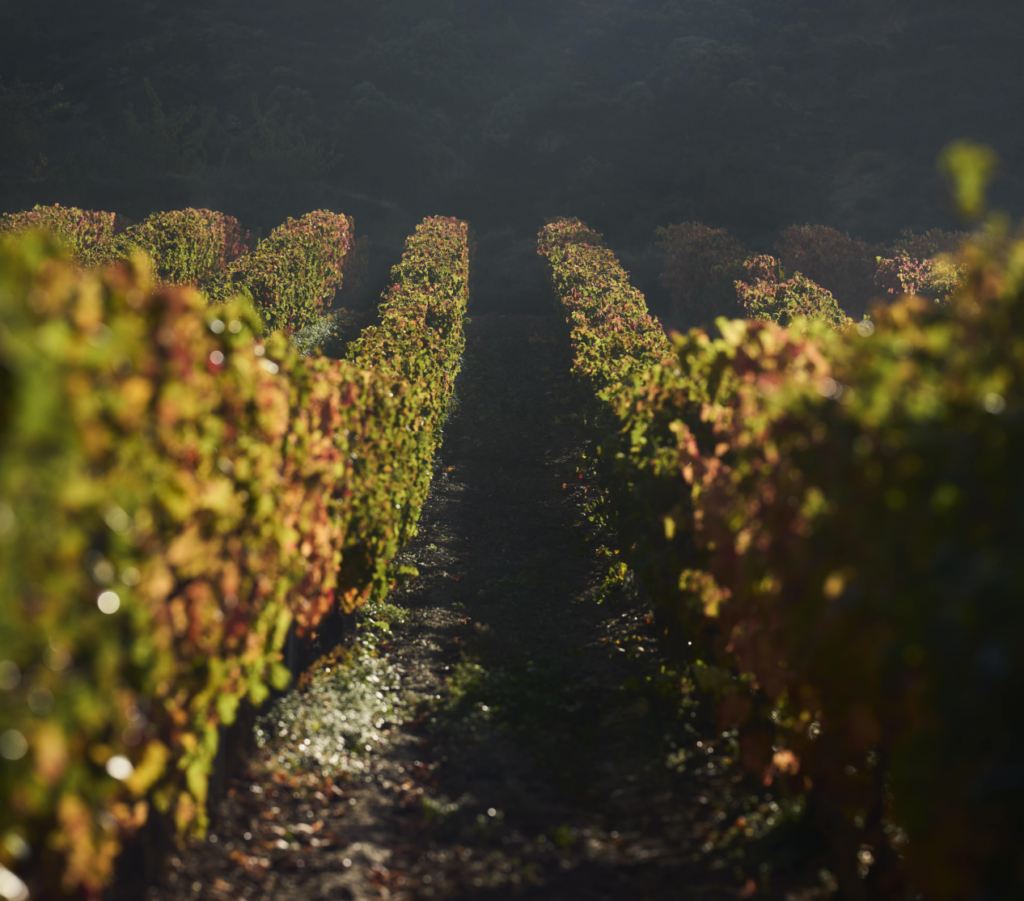 ARH 11 10 24361 min 2