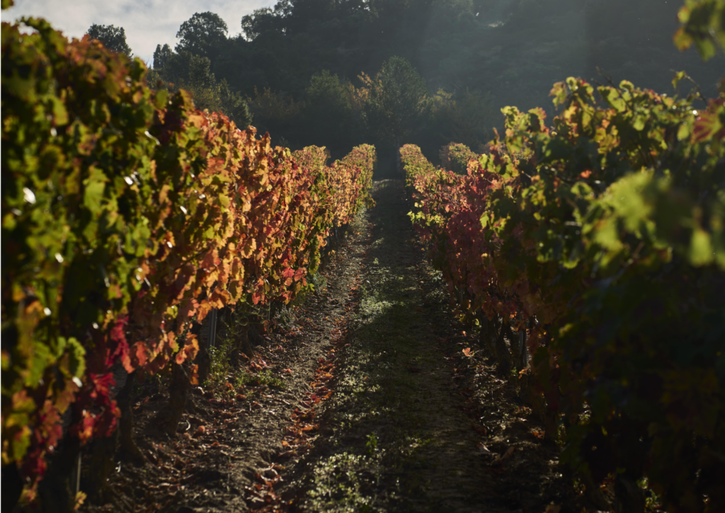 viñedo-8