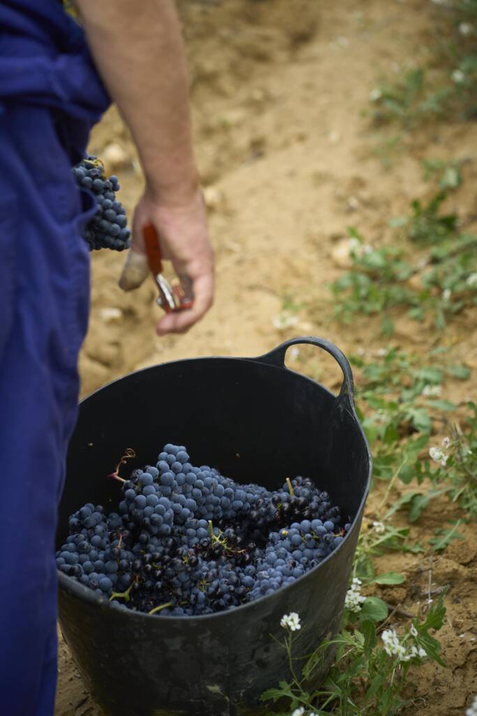 Vendimiando uva pequeña