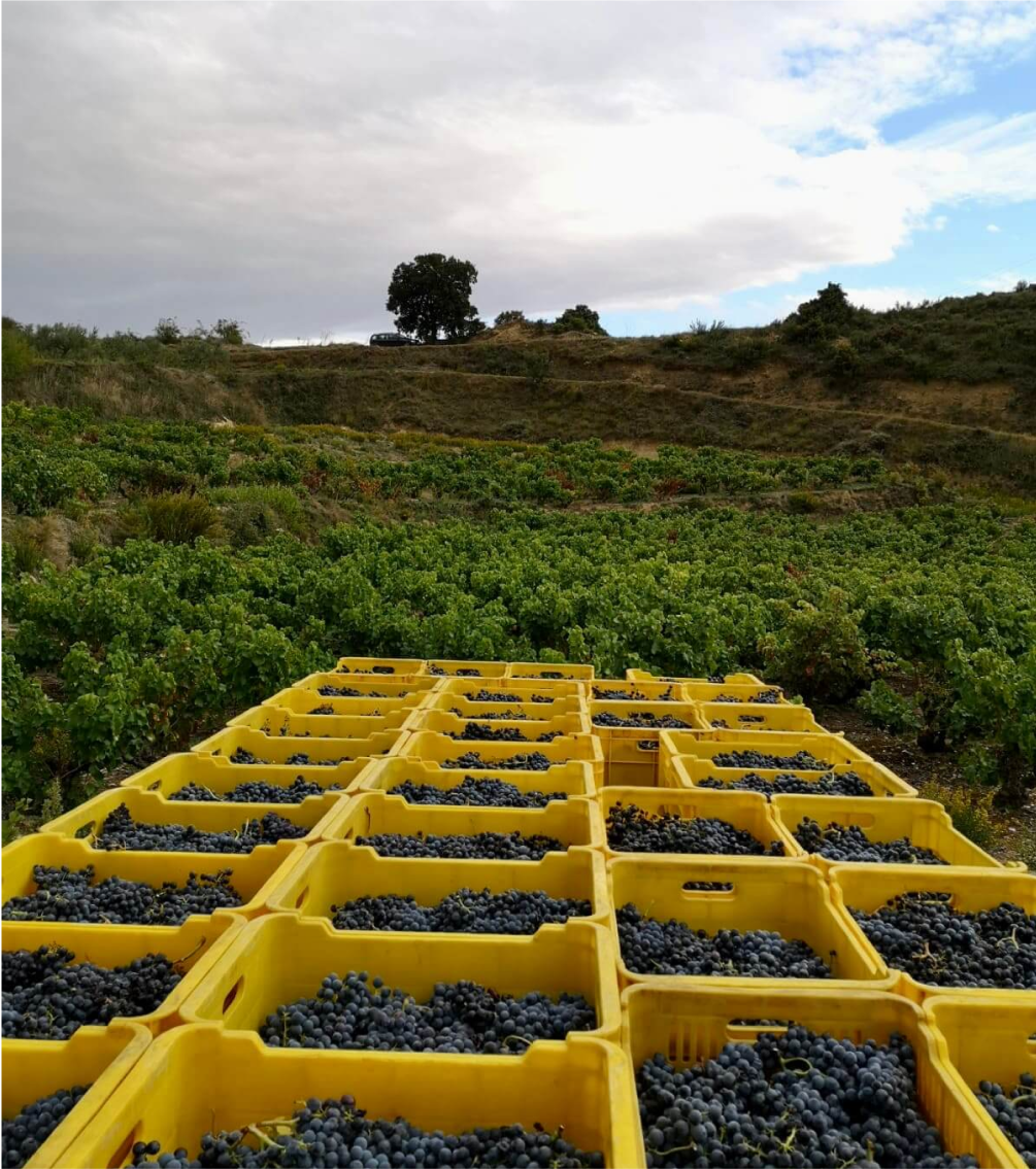 1. VENDIMIA MANUAL Y SELECCION