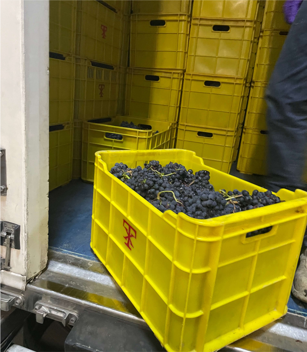 2. REFRIGERACION UVAS EN FRIO