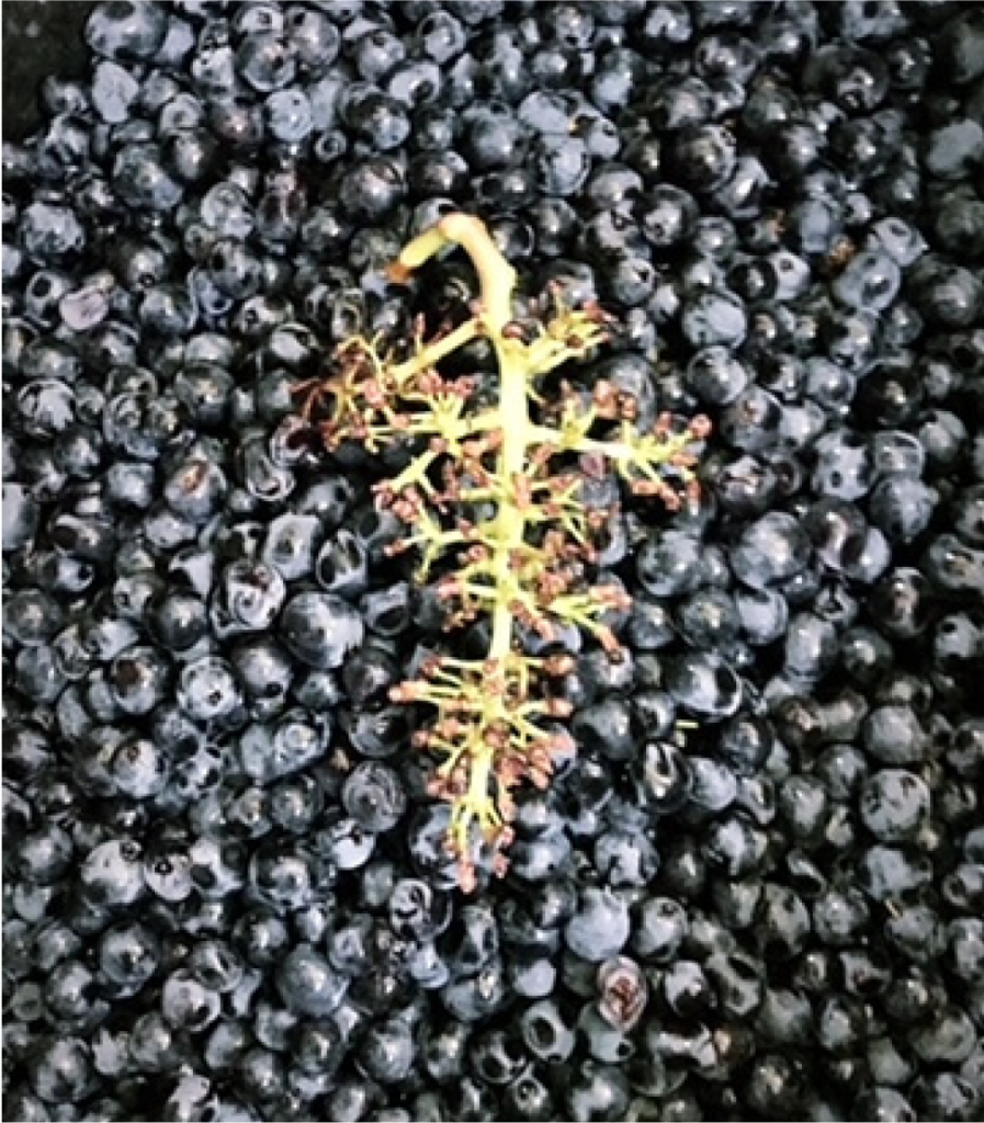 3. DESGRANADO A MANO