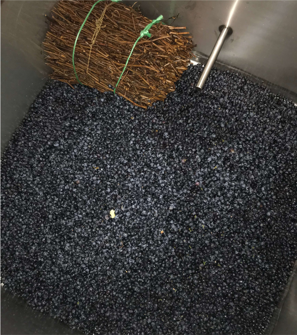 4. FERMENTACION GRANO