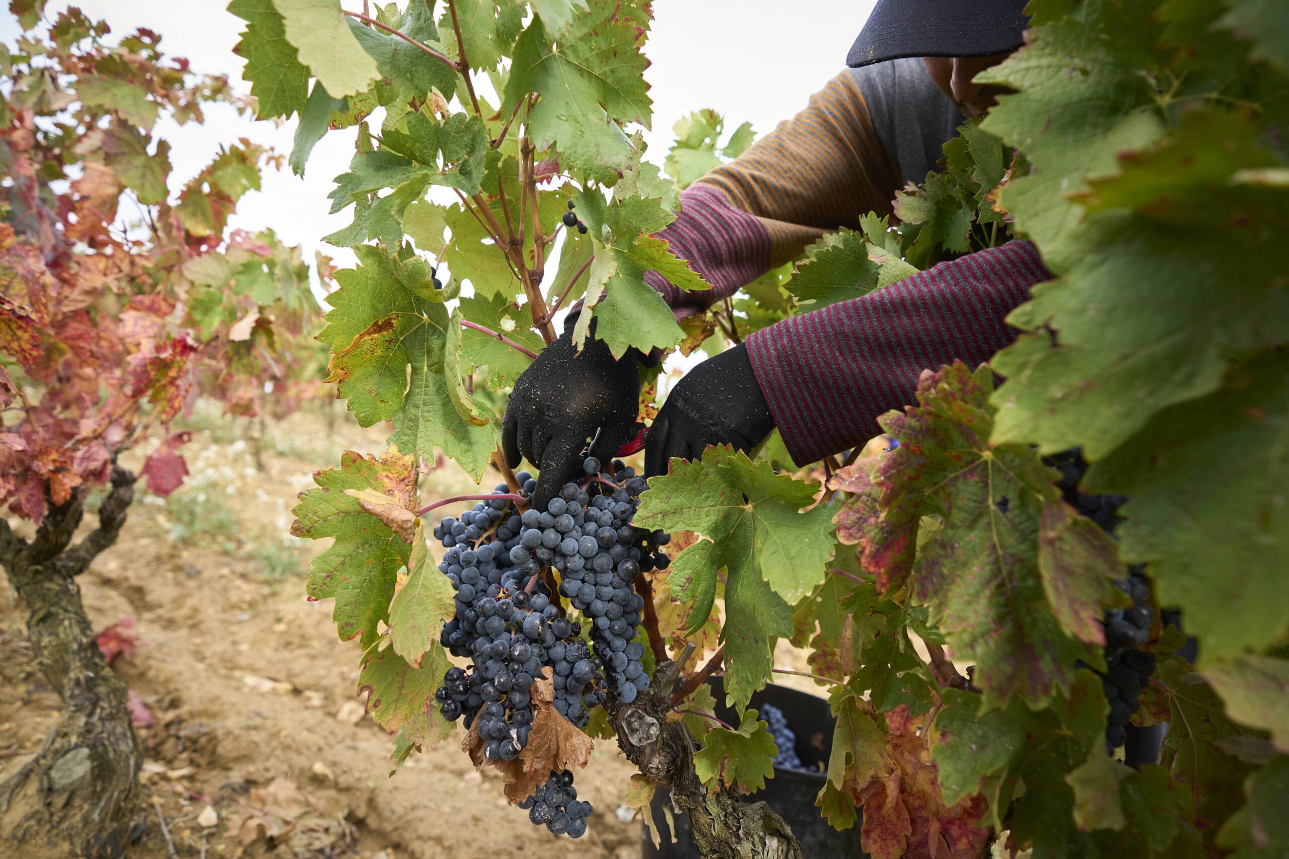 ARH 06 10 24138 min scaled